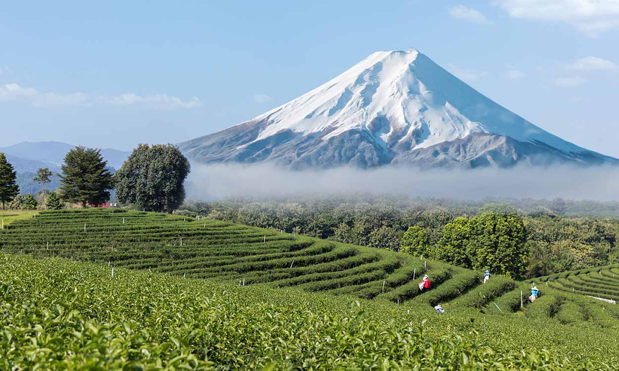 Bio Matcha in der Schweiz: das Geheimnis für natürliche Energie und bewusstes Wohlbefinden